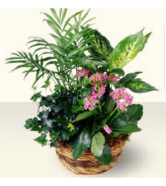 Paris Garden. An arrangement by Avenue Flowers and Gifts.