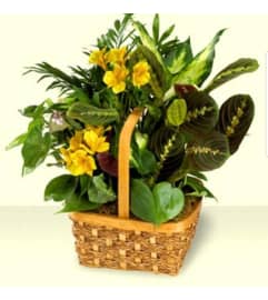 Fresh Garden. An arrangement by Avenue Flowers and Gifts.
