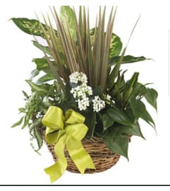 Serenity Gardens. An arrangement by Avenue Flowers and Gifts.