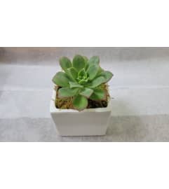 Large Succulent plant in Ceramic cube. An arrangement by Avenue Flowers and Gifts. Large Succulent plant in Ceramic cube. An arrangement by Avenue Flowers and Gifts.