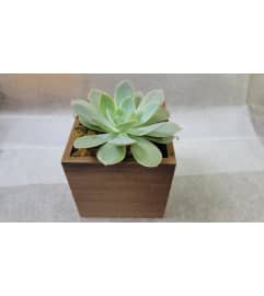 Large Succulent in a brown Cube. An arrangement by Avenue Flowers and Gifts. Large Succulent in a brown Cube. An arrangement by Avenue Flowers and Gifts.