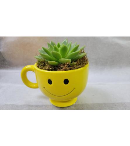 Smiling Succulent. An arrangement by Avenue Flowers and Gifts.