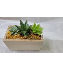 Trio Succulent collection. An arrangement by Avenue Flowers and Gifts.