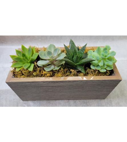Large Succulent collection. An arrangement by Avenue Flowers and Gifts.