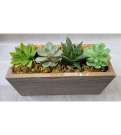 Large Succulent collection. An arrangement by Avenue Flowers and Gifts.