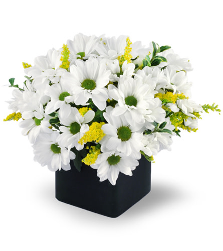 Daisy Delight. An arrangement by Avenue Flowers and Gifts. Cheerful daisies are beautifully arranged with solidago and oregonia in a cube vase..