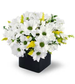Daisy Delight. An arrangement by Avenue Flowers and Gifts. Daisy Delight. An arrangement by Avenue Flowers and Gifts.