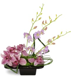Shanghai Dusk Orchids™. An arrangement by Avenue Flowers and Gifts. Shanghai Dusk Orchids™. An arrangement by Avenue Flowers and Gifts.
