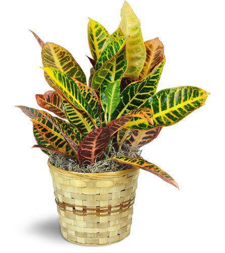 Croton Plant. An arrangement by Avenue Flowers and Gifts. One 6 Croton plant arrives in a natural wicker basket surrounded by decorative moss..