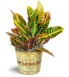 Croton Plant. An arrangement by Avenue Flowers and Gifts. Croton Plant. An arrangement by Avenue Flowers and Gifts.