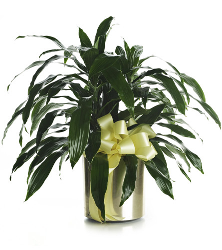 Dracaena Plant. An arrangement by Avenue Flowers and Gifts. One healthy dracaena plant arrives in a metallic planter topped with ribbon..