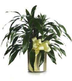 Dracaena Plant. An arrangement by Avenue Flowers and Gifts.