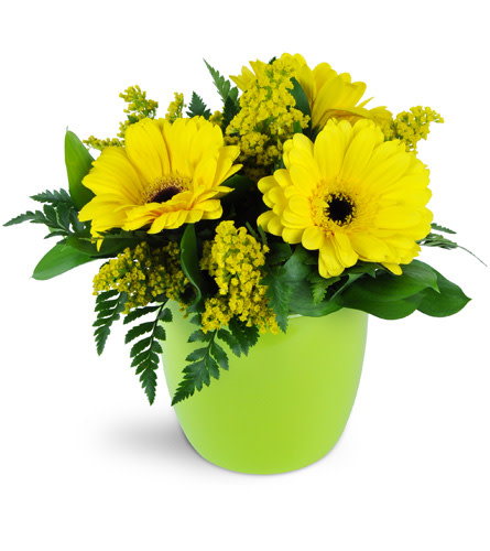 Morning Sunbeam Daisy Vase™. An arrangement by Avenue Flowers and Gifts. Yellow Gerbera daisies, solidago, and crisp, fresh greens are perfectly...