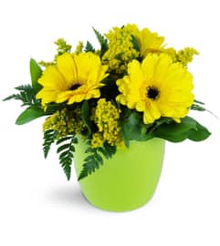 Morning Sunbeam Daisy Vase™. An arrangement by Avenue Flowers and Gifts. Morning Sunbeam Daisy Vase™. An arrangement by Avenue Flowers and Gifts.