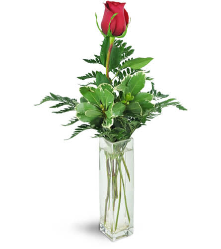 Forever Together™. An arrangement by Avenue Flowers and Gifts. One single red rose is complimented by fresh greens in a clear glass vase..