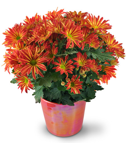 Blooming Chrysanthemum. An arrangement by Avenue Flowers and Gifts. Features one 6 chrysanthemum plant in a ceramic planter..