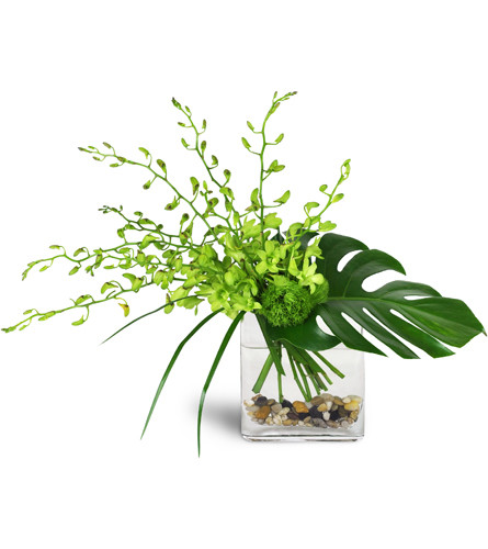 Emerald Oasis™. An arrangement by Avenue Flowers and Gifts. Full stems of green Dendrobium orchids are artfully arranged with tropical leaves and...