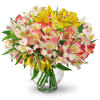 Perfect Peruvian Lilies - Deluxe. An arrangement by Avenue Flowers and Gifts. Bountiful stems of yellow, white, and red alstroemeria mingle in a...