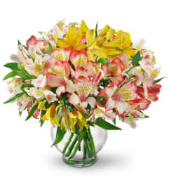 Perfect Peruvian Lilies. An arrangement by Avenue Flowers and Gifts. Perfect Peruvian Lilies. An arrangement by Avenue Flowers and Gifts.