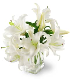 Peaceful Lilies. An arrangement by Avenue Flowers and Gifts.