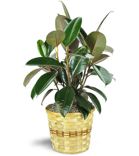 Rubber Plant. An arrangement by Avenue Flowers and Gifts. Features one 6” rubber plant in a natural wicker basket with decorative moss..
