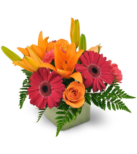 Warming Embrace. An arrangement by Avenue Flowers and Gifts. Colorful Gerbera daisies, lilies, roses, and carnations are beautifully arranged and...
