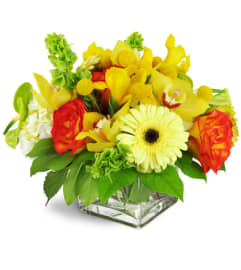 Citron Surprise™. An arrangement by Avenue Flowers and Gifts. Citron Surprise™. An arrangement by Avenue Flowers and Gifts.