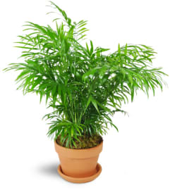 Petite Palm Plant. An arrangement by Avenue Flowers and Gifts. Petite Palm Plant. An arrangement by Avenue Flowers and Gifts.