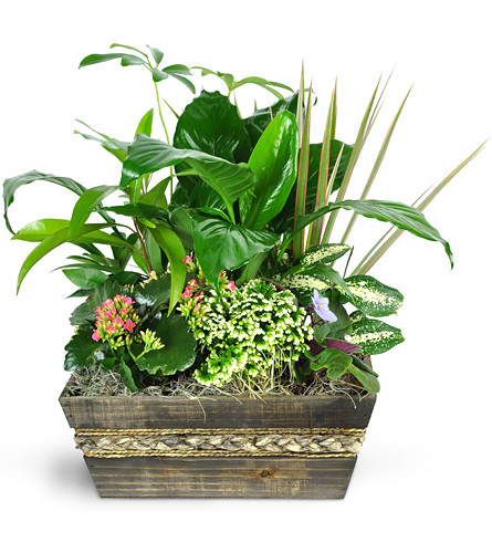 Garden of Memories. An arrangement by Avenue Flowers and Gifts. Send a breath of fresh air with this assortment of green and blooming plants..
