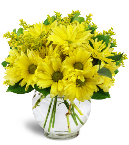 Daisy Dreams™ - Deluxe. An arrangement by Avenue Flowers and Gifts.