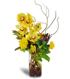 Orchid Symphony™. An arrangement by Avenue Flowers and Gifts. Orchid Symphony™. An arrangement by Avenue Flowers and Gifts.