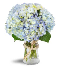 Cloud Nine™. An arrangement by Avenue Flowers and Gifts. Cloud Nine™. An arrangement by Avenue Flowers and Gifts.
