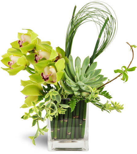 Succulent Orchid Zen Garden Vase™. An arrangement by Avenue Flowers and Gifts. Cymbidium orchids are arranged with succulent leaves and delicately...