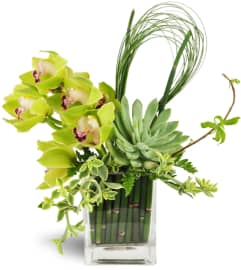 Succulent Orchid Zen Garden Vase™. An arrangement by Avenue Flowers and Gifts.