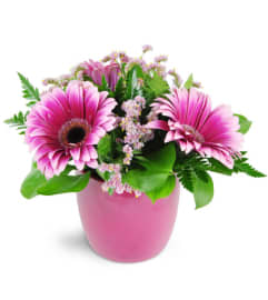 Vibrant Blush. An arrangement by Avenue Flowers and Gifts. Vibrant Blush. An arrangement by Avenue Flowers and Gifts.