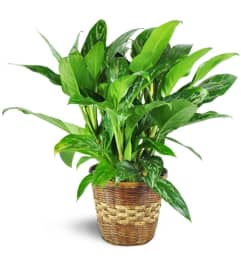Chinese Evergreen Plant. An arrangement by Avenue Flowers and Gifts.