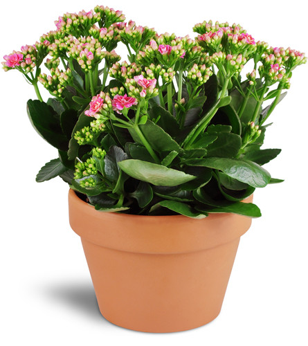 Kalanchoe Plant. An arrangement by Avenue Flowers and Gifts. One 6 blooming kalanchoe plant arrives in a terra cotta dish..