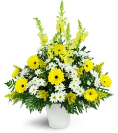 Shining Light Tribute. An arrangement by Avenue Flowers and Gifts.