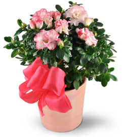 Pink Azalea. An arrangement by Avenue Flowers and Gifts. Pink Azalea. An arrangement by Avenue Flowers and Gifts.