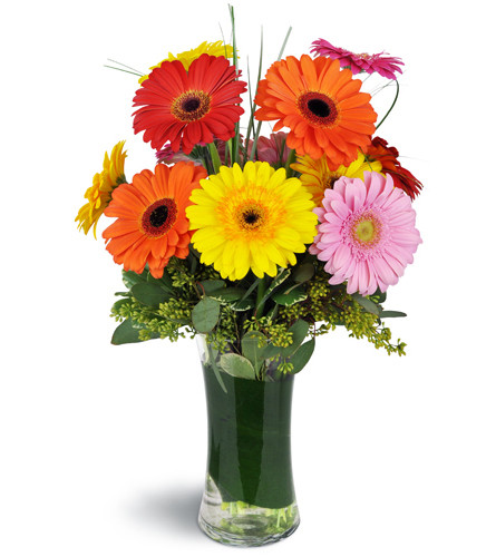 Daisy Rainbow™. An arrangement by Avenue Flowers and Gifts. One dozen assorted Gerbera daisies are delicately arranged in a glass gathering vase...