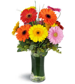 Daisy Rainbow™. An arrangement by Avenue Flowers and Gifts. Daisy Rainbow™. An arrangement by Avenue Flowers and Gifts.