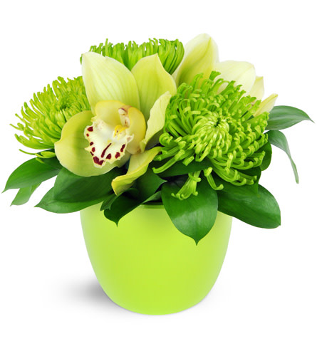 It's Easy Being Green!. An arrangement by Avenue Flowers and Gifts. Green Fuji mums and cymbidium orchids are elegantly arranged in a green...