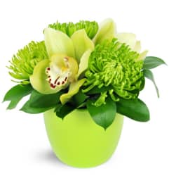It's Easy Being Green!. An arrangement by Avenue Flowers and Gifts. It's Easy Being Green!. An arrangement by Avenue Flowers and Gifts.