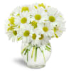 Perfectly Pleasing™ - Premium. An arrangement by Avenue Flowers and Gifts. White daisies and golden solidago flowers are beautifully arranged in a...