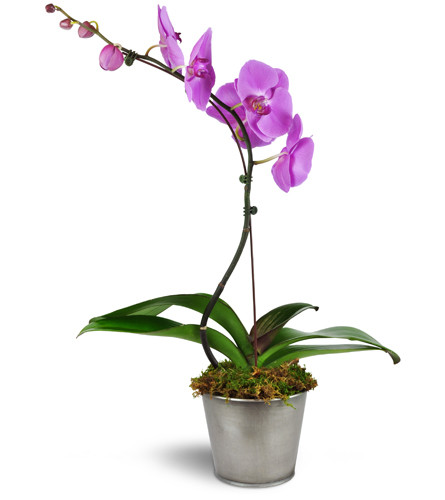 Phalaenopsis Orchid. An arrangement by Avenue Flowers and Gifts. One purple phalaenopsis plant arrives in a modern planter..