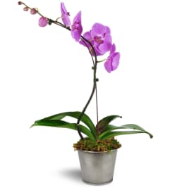 Phalaenopsis Orchid. An arrangement by Avenue Flowers and Gifts.