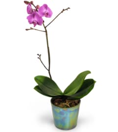 Royal Fuchsia. An arrangement by Avenue Flowers and Gifts.