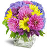 Pretty Purple Cheer™ - Premium. An arrangement by Avenue Flowers and Gifts. Pink dahlias, purple alstroemeria, blue hydrangea, yellow daisies, and...