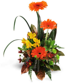 Rise Above. An arrangement by Avenue Flowers and Gifts. Rise Above. An arrangement by Avenue Flowers and Gifts.
