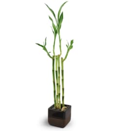 Dharma Gate. An arrangement by Avenue Flowers and Gifts.